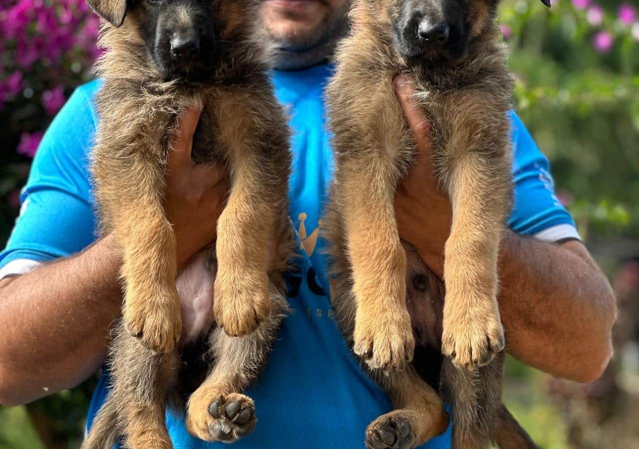 Filhotes de Pastor Alemão Cinza (Iowa x Fosco)
