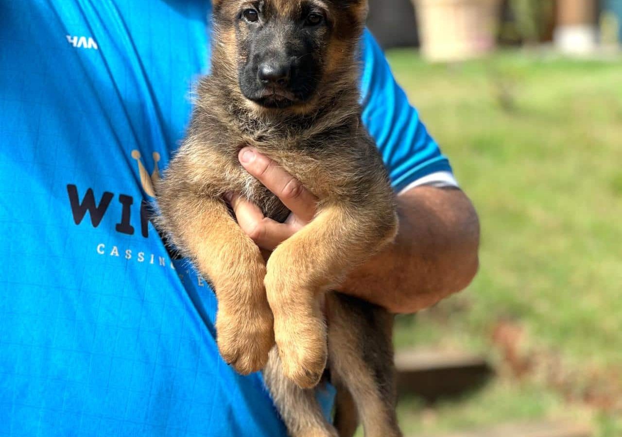 Filhotes de Pastor Alemão Cinza (Iowa x Fosco)